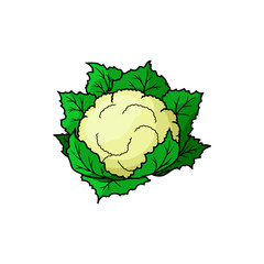 Brassica isolated cauliflower cabbage. Vector vegetable food, white cauliflower head with green leaves