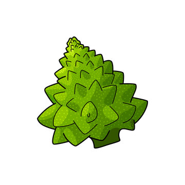 Green Romanesco cauliflower isolated Roman cauliflower. Vector Broccolo Romanesque edible flower bud of Brassica
