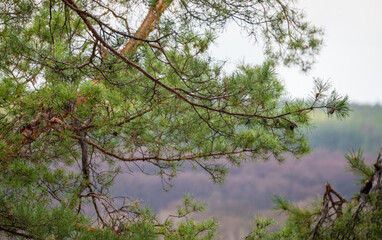 Green pine tree branch on gray cloudy sky. Spring evergreen in wild forest with blurred background