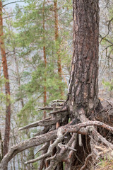 Pine tree trunk with big roots growing on hill edge in evergreen forest. Wild woodland scenery