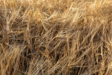 Getreidenfeld ist zur Ernte bereit, 