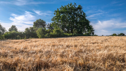 Getreidenfeld ist zur Ernte bereit, mit Bäumen und Büschen am Feldrand