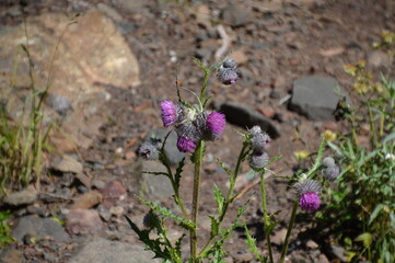 Bloom Thistle at Hurricane Ridge in Olympic, National, Park, Washington