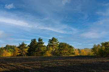 Fototapeta premium Autumn landscape with golden and evergreen trees, earth field and blue cloudy sky