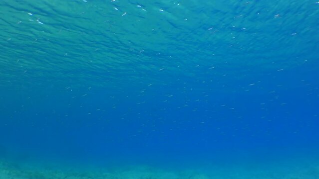 A school of small fish against the background of the blue water column and the sea surface. Mediterranean.