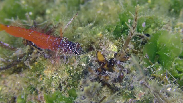 Bright red male Black Faced Blenny (Tripterygion melanurum) on a rock overgrown with green algae, wrasse swims by, close-up. Mediterranean, Greece.