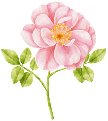 Obraz na płótnie Canvas Pink rose flowers watercolor illustration