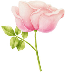 Pink rose flowers watercolor illustration