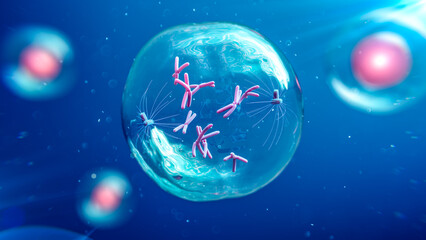 Prophase chromosomes and spindle, illustration