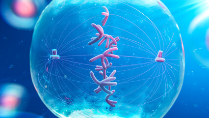 Metaphase cell, illustration