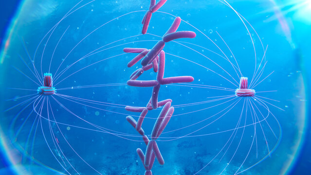 Metaphase cell, illustration