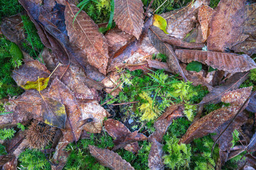 Forest floor background with dry leaves moss and chestnuts