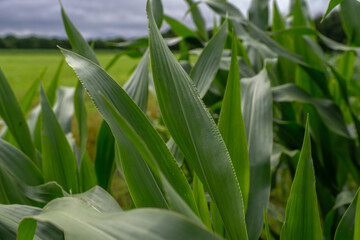 corn grows in the field