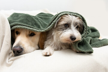 Two dogs  covered with a green blanket on winter or autumn season. sick illness or afraid of fireworks concept