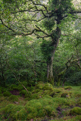 Thick carpet of moss in a humid Atlantic forest