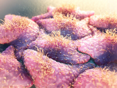 HeLa cells, illustration