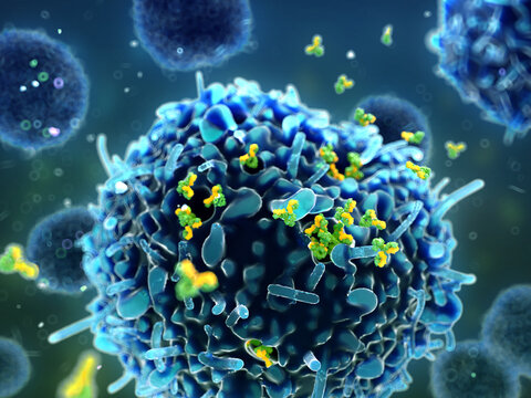 Plasma Cell Releasing IgG Antibodies, Illustration