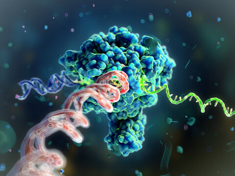 RNA polymerase II transcribing DNA to mRNA, illustration