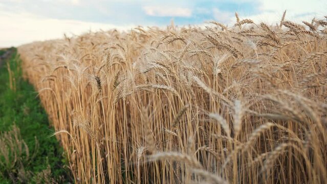 ars of wheat on the field during sunset. farming wheat harvesting agribusiness concept. walk in a large wheat field. big harvest of wheat in summer lifestyle on the field landscape
