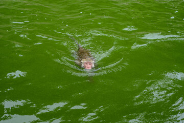 A monkey is swimming in the reservoir.