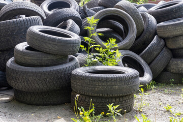 Old used tires of cars and trucks are piled up and stored for recycling. Old tire collection stored on the ground. Industrial pollution of the environment. - obrazy, fototapety, plakaty