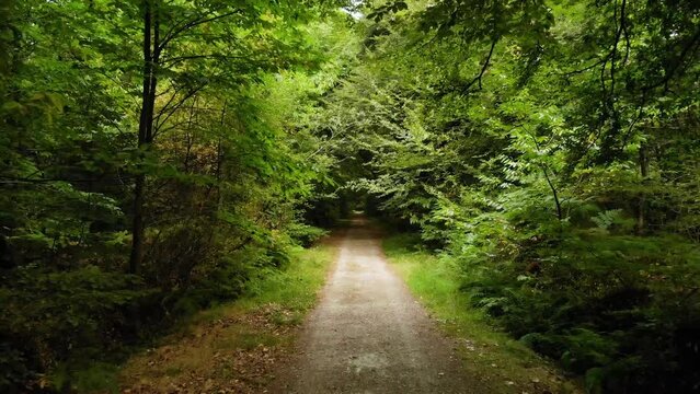 for&ecirc;t de Saint-Sauveur