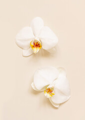 Naklejka na ściany i meble White orchid flowers on light beige top view. Tropical flat lay