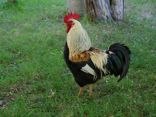 A farm rooster in a field. The 30th July 2022, Blain, France.