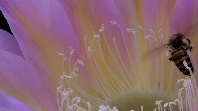 Bees Pollinating Cactus Flowers 07