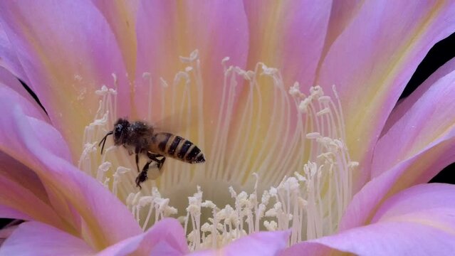 Bees Pollinating Cactus Flowers 08