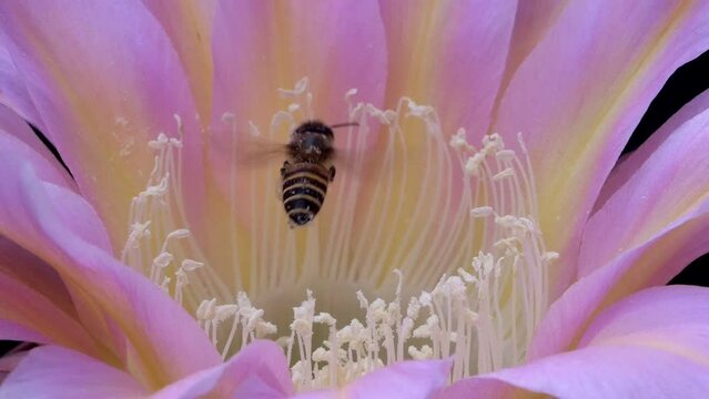 Bees Pollinating Cactus Flowers 09