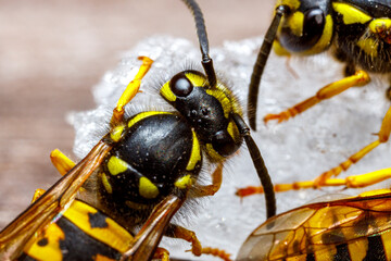 A dangerous Wasp on food