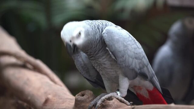 Exotic congo African grey parrot, psittacus erithacus, head bobbing and bill wiping against the wood at touristic Langkawi wildlife park, Kedah, Malaysia, Southeast Asia.