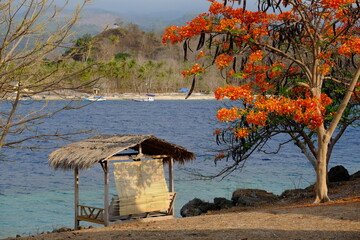 Fototapeta na wymiar Indonesia Alor Island - Blooming Flame tree and coastal landscape