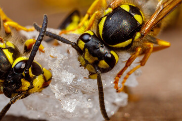 A dangerous Wasp on food