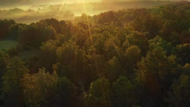 Aerial view of morning forest with mystic fog