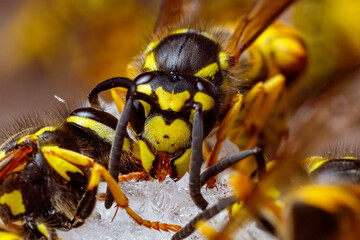 A dangerous Wasp on food