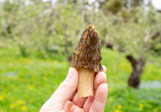 Person hand holding and showing edible Morchella conica wild mushroom called black morel outdoors in spring.