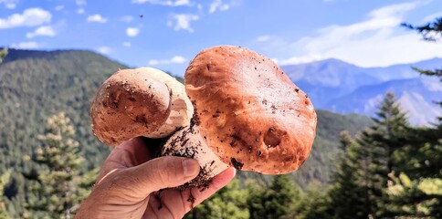 mushroom in the forest