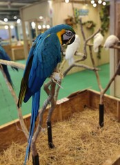 blue and yellow macaw on braches in department store,Thailand