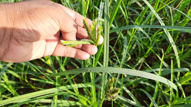Eleusine coracana or finger millet plants. It is called Ragi and madua in India and Kodo in Nepal. It  is an annual herbaceous plant. Its widely grown as a cereal crop in the in Africa and Asia.
