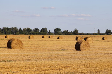 Fototapeta premium Hay bales in field. A lot straw stacks rolls on European farm at Sunny summer day