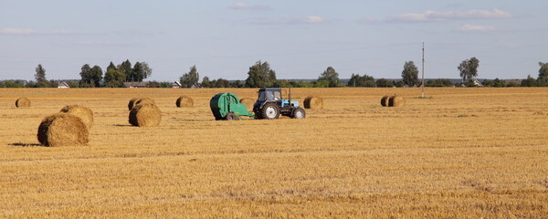 Wheeled tractor with trailer rolls a straw and presses hay into rolled hay stacks on a yellow harvested field at summer day, agricultural machinery in farming, European industrial rural landscape © Ilya