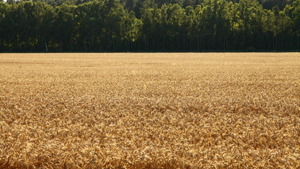 Fototapeta premium Golden yellow dry ripe wheat field with with forest on background at summer day