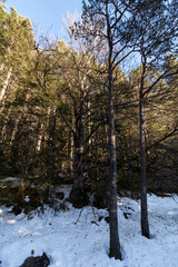 Fototapeta na wymiar snowy forest in ordesa national park