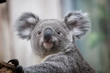 Foto op Plexiglas Koala © Berthold