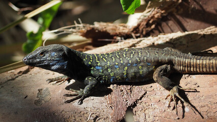 Chameleon in the rainforest