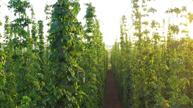 Aerial fly over hop farm during morning sunrise