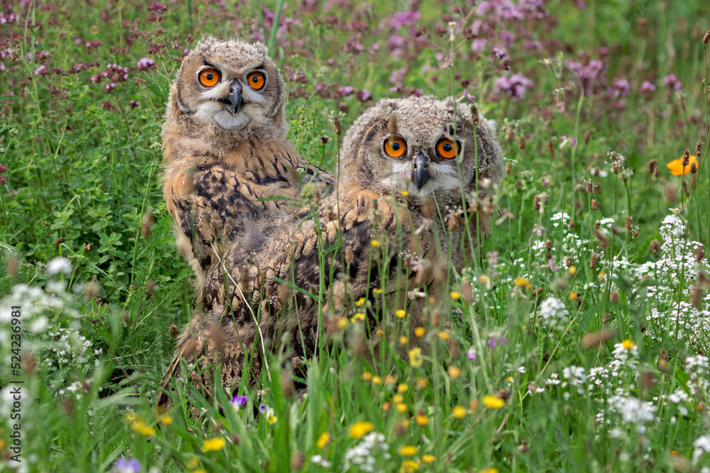 Sticker two young eurasian eagle-owls in the flowers