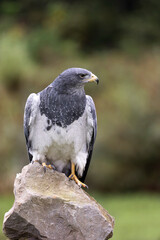 black-chested buzzard-eagle